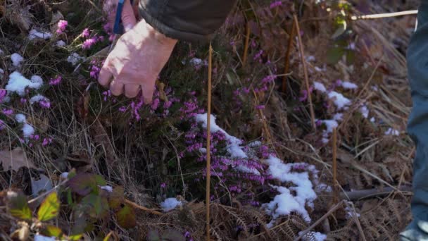 Het Plukken Van Winterheide Lente Bloeien Erica Carnea — Stockvideo