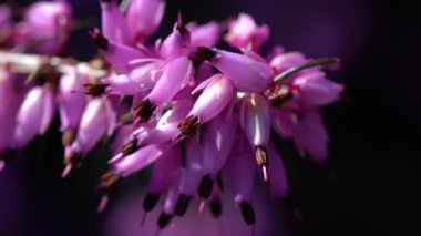 Bahar çiçekli kış fundalığı hafif esintide (Erica carnea) 