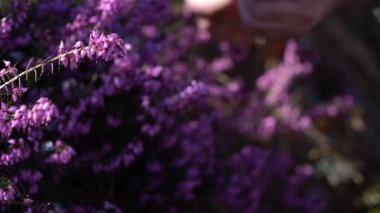 Bahar çiçeğinde kış fundalığını toplamak (Erica carnea)