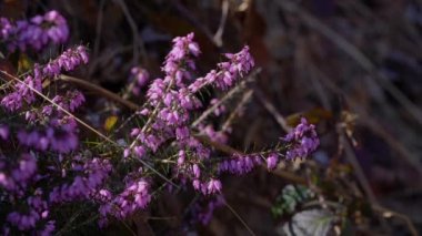 Bahar çiçeğinde kış fundalığını toplamak (Erica carnea)