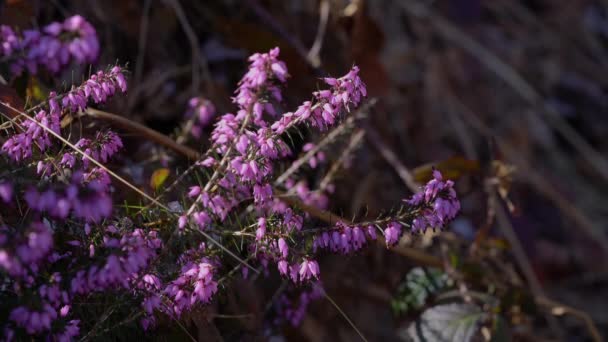 Sklizeň Zimních Vřesovišť Jaře Erica Carnea — Stock video