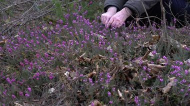 Bahar çiçeğinde kış fundalığını toplamak (Erica carnea)
