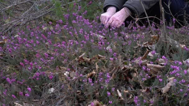 Bahar Çiçeğinde Kış Fundalığını Toplamak Erica Carnea — Stok video