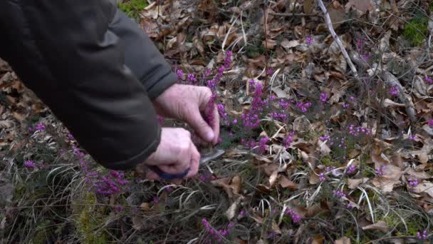 Picking Winter Heath Primavera Floreciendo Erica Carnea — Vídeos de Stock