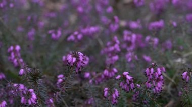 Bahar çiçekli kış fundalığı hafif esintide (Erica carnea)