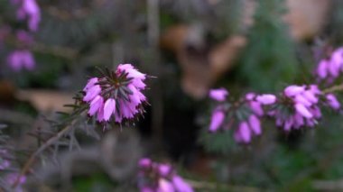 Bahar çiçekli kış fundalığı hafif esintide (Erica carnea)