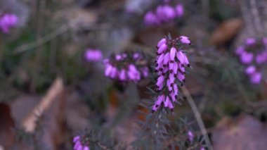 Bahar çiçekli kış fundalığı hafif esintide (Erica carnea)