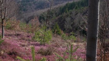 Bahar çiçeğindeki kış fundalığı (Erica carnea)