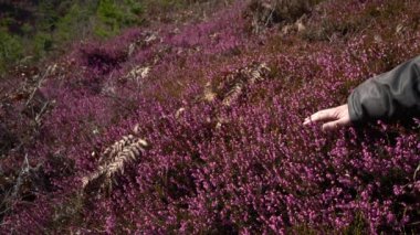 Bahar çiçeğindeki kış fundalığı (Erica carnea)
