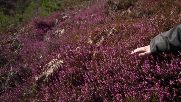 Aanraken Met Hand Winter Heath Lente Bloeien Erica Carnea — Stockvideo