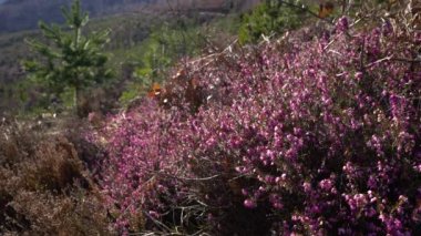 Bahar çiçekli kış fundalığı hafif esintide (Erica carnea)