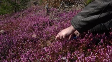 Bahar çiçeğinde kış fundalığını toplamak (Erica carnea)