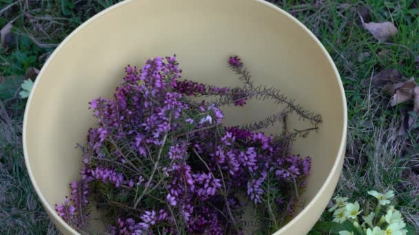 Winterheide Schale Sammeln Erica Carnea — Stockvideo