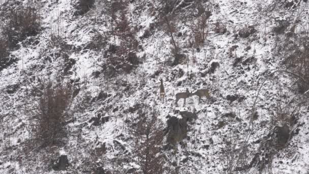 Caprioli Lunga Distanza Ambiente Naturale Capreolus Capreolus — Video Stock