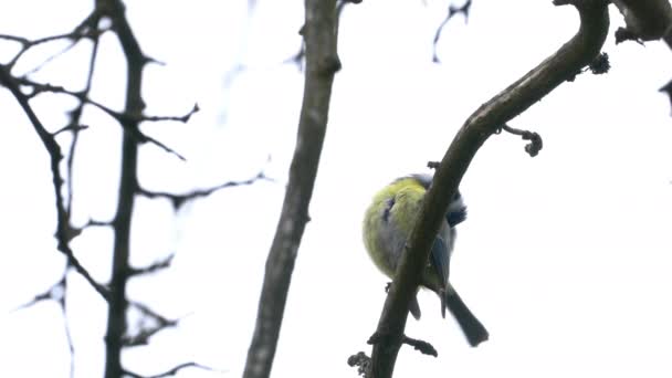 Great Tit Tree Spring Parus Major — ストック動画