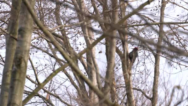 Pic Noir Sur Arbre Forêt Mâle Dryocopus Martius — Video