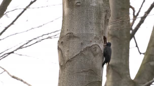Pájaro Carpintero Negro Cava Nido Dentro Del Árbol Hembra Dryocopus — Vídeos de Stock