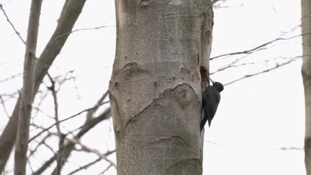 Μαύρο Woodpecker Σκάβει Φωλιά Μέσα Στο Δέντρο Θηλυκό Dryocopus Martius — Αρχείο Βίντεο