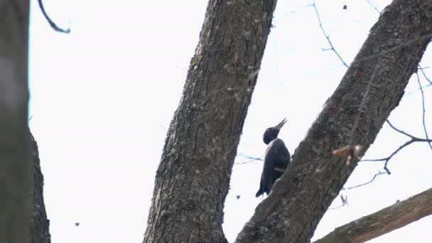Μαύρος Τρυποκάρυδος Δέντρο Στο Δάσος Αρσενικός Dryocopus Martius — Αρχείο Βίντεο