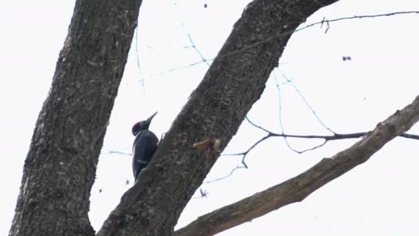 의나무에 딱따구리 코푸스 마르티 — 비디오