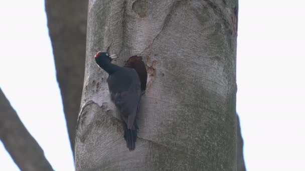 Pájaro Carpintero Negro Junto Nido Dentro Del Árbol Cuidado Hembra — Vídeos de Stock