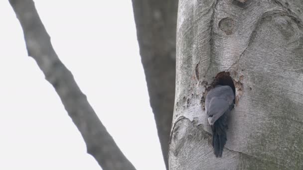 Černý Datel Vyhazuje Kusy Dřeva Hnízda Samice Dryocopus Martius — Stock video