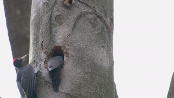 Чорні Вудпекери Копають Гніздо Всередині Дерева Жінок Чоловіків Dryocopus Martius — стокове відео