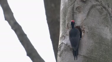 Kara Ağaçkakan ağacın içinde yuva kazar, erkek (Dryocopus martius)