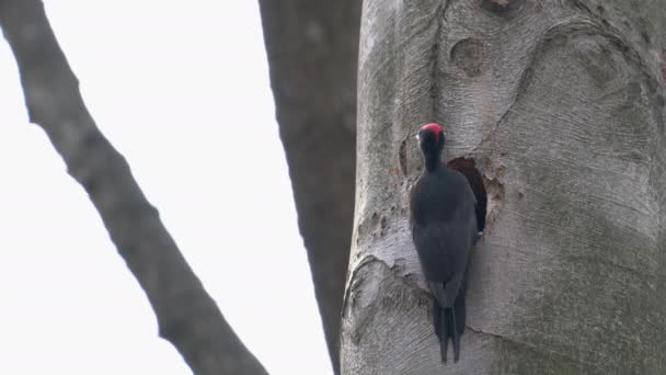 Чорний Лісоруб Копає Гніздо Всередині Дерева Чоловічий Dryocopus Martius — стокове відео