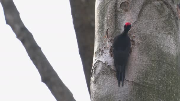 Pájaro Carpintero Negro Lanza Pedazos Madera Hacia Fuera Nido Macho — Vídeo de stock