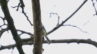 Great Tit on tree in spring (Parus major)