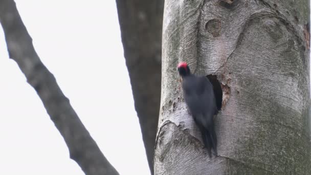 Ciocănitoarea Neagră Sapă Cuib Interiorul Copacului Bărbat Dryocopus Martius — Videoclip de stoc