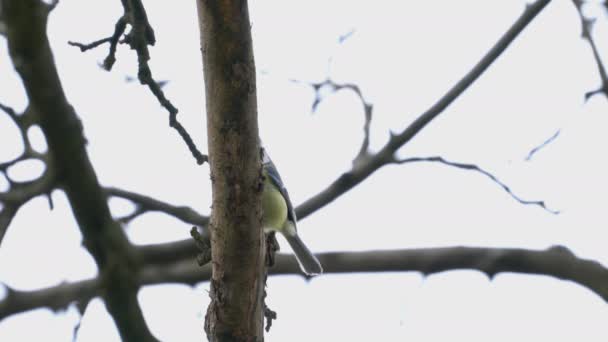 Great Tit Tree Spring Parus Major — Vídeos de Stock