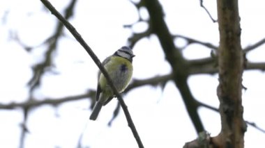 Great Tit on tree in spring (Parus major)