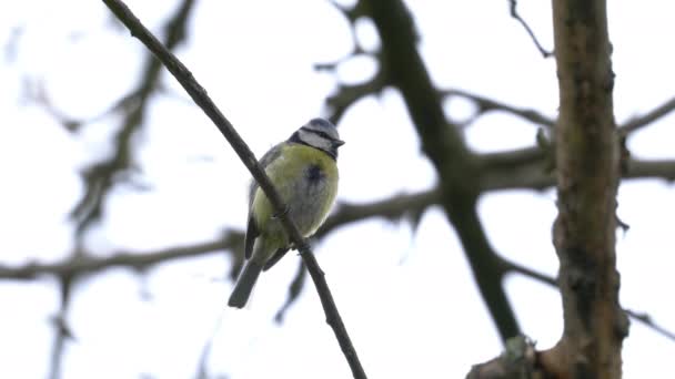 Большая Синица Дереве Весной Parus Major — стоковое видео