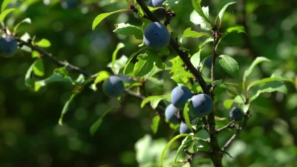 Espino Negro Maduro Medio Natural Prunus Spinosa — Vídeos de Stock