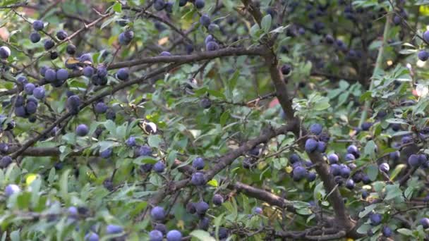 自然環境でのライプブラックソーン Prunus Spinosa — ストック動画