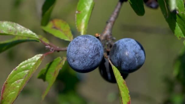 Rijp Sleedoorn Natuurlijke Omgeving Prunus Spinosa — Stockvideo