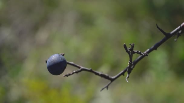 自然環境で熟したブラックソーンを摘む Prunus Spinosa — ストック動画