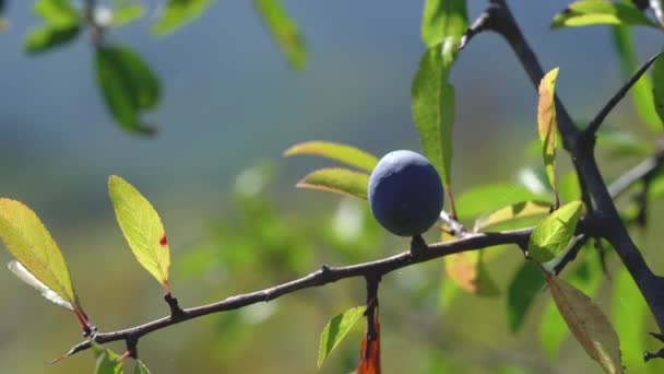自然環境で熟したブラックソーンを摘む Prunus Spinosa — ストック動画
