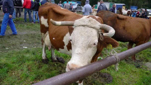 Kühe Auf Der Feier Viehmarkt Turbe Bih September 2020 — Stockvideo