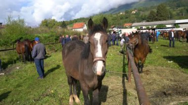 Atlar Bayram Sığır Fuarı Turpu BH 29 Eylül 2020