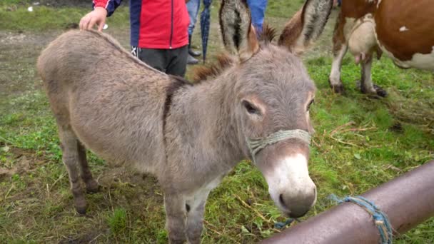 Donkey Celebration Cattle Fair Turbe Bih Sept 2020 — Stock Video