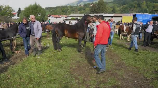 Caballos Celebración Feria Del Ganado Turbe Bih Sept 2020 — Vídeos de Stock