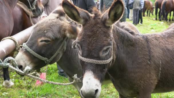 2013 Donkeys Celebration Cattle Fair Turbe Bih Sept 2020 — 비디오