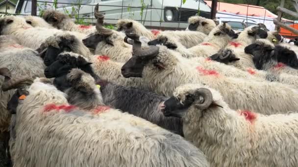 Овцы Празднике Скота Ярмарка Turbe Bih Сентября 2020 — стоковое видео