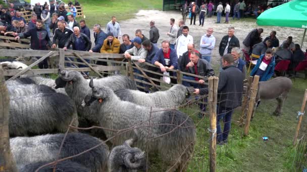 Ovejas Celebración Feria Del Ganado Turbe Bih Sept 2020 — Vídeos de Stock