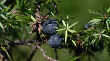 Doğal ortamda yaygın ardıç (Juniperus communis)