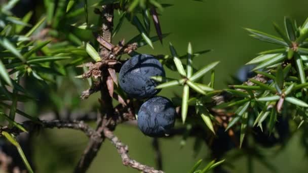 Κοινή Άρκευθος Στο Φυσικό Περιβάλλον Juniperus Communis — Αρχείο Βίντεο