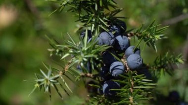 Doğal ortamda yaygın ardıç (Juniperus communis)